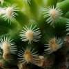 Pediocactus _knowltonii _05